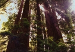 Muir Woods