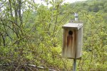 Birdhouse 1