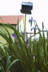 Iris and Birdhouse